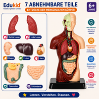 Anatomiemodell für Kinder