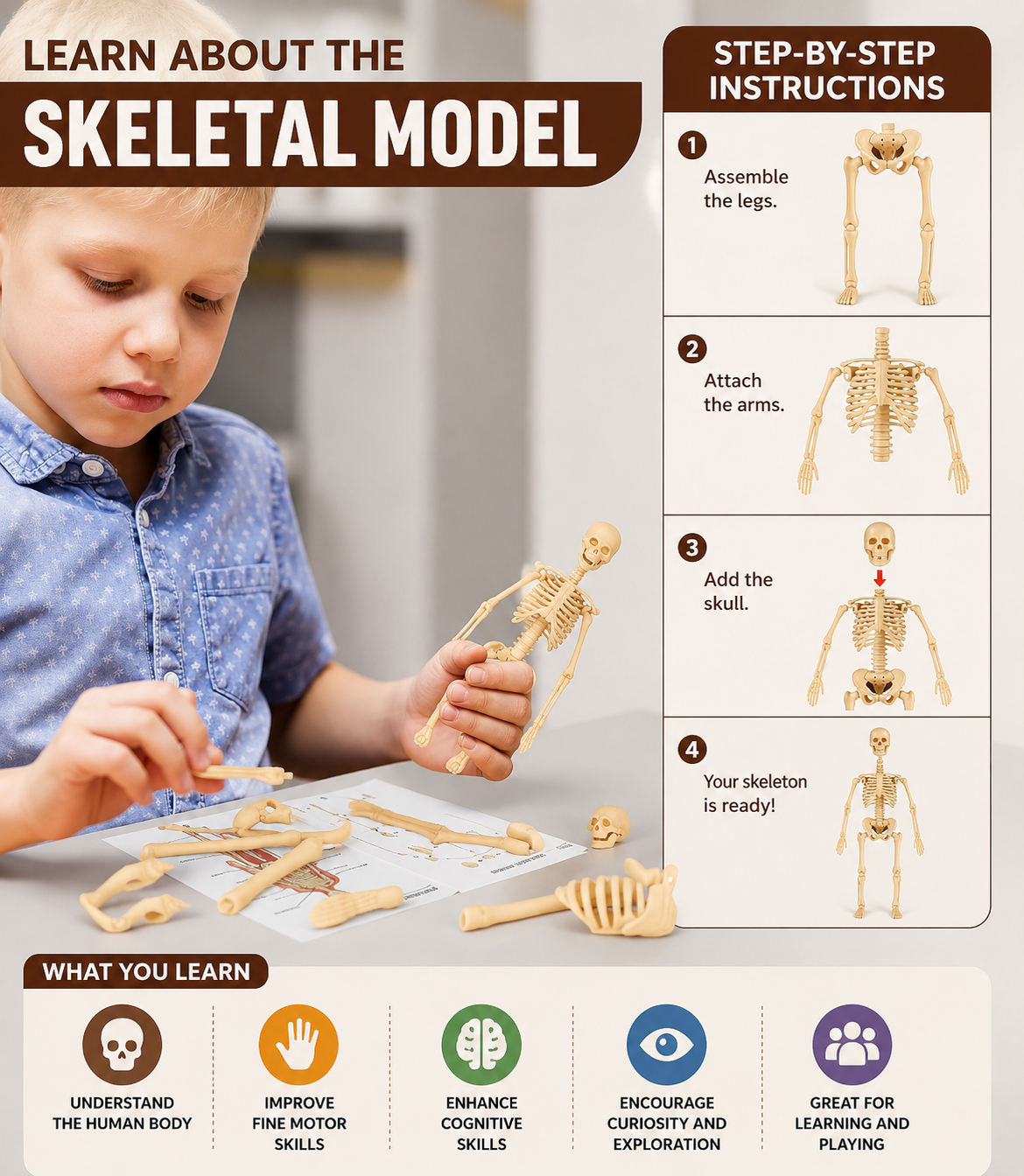 Anatomiemodell für Kinder