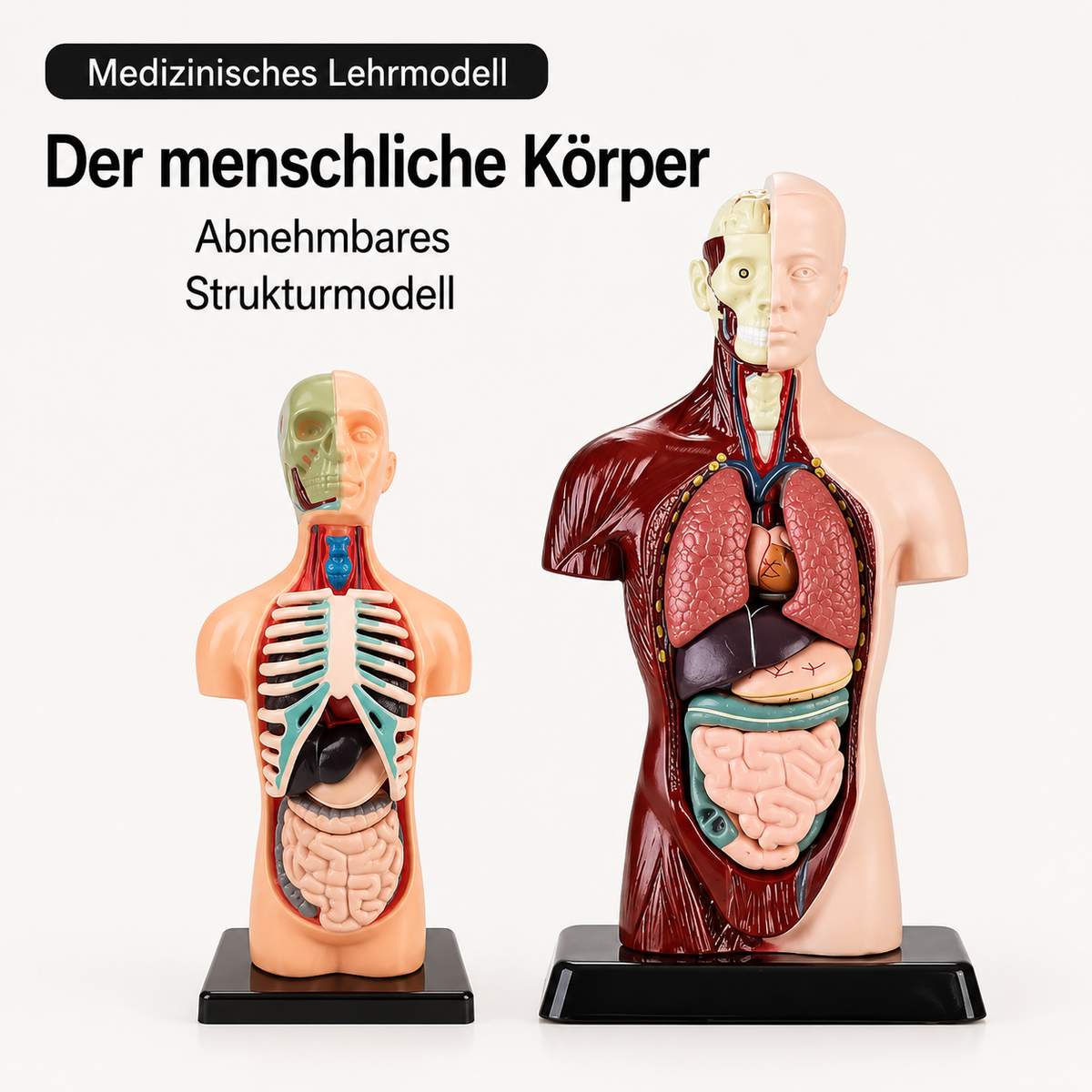 Anatomiemodell für Kinder