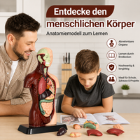 Anatomiemodell für Kinder